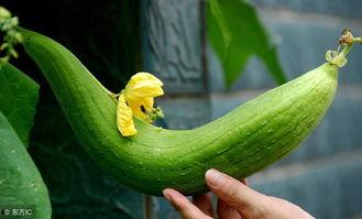 如何判断吃瓜视频的真实性,如何辨别真伪，守护网络视听安全