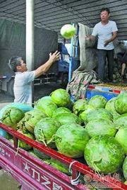 济宁金乡吃瓜视频,一场别开生面的吃瓜盛宴