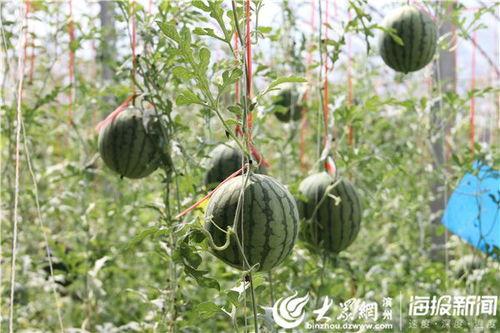 晋城吃瓜视频,揭秘当地美食文化盛宴