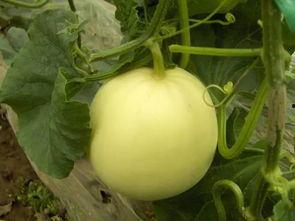 晋城吃瓜视频,揭秘当地美食文化盛宴