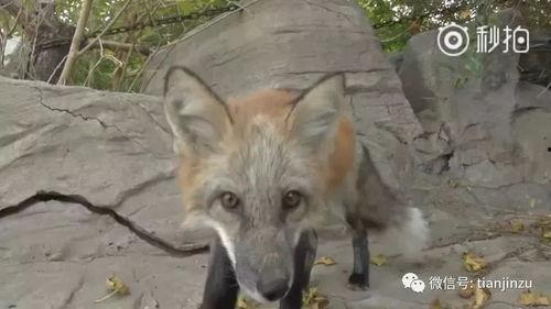 赤城赤狐吃瓜视频,揭秘野生狐狸的趣味生活