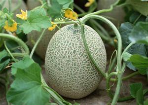 护士吃哈密瓜好吗视频,护士分享健康饮食小秘诀