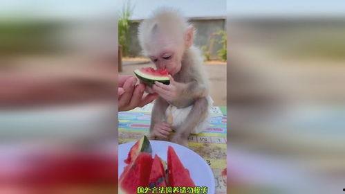 猴吃瓜搞笑视频文案,笑料百出，欢乐无限！