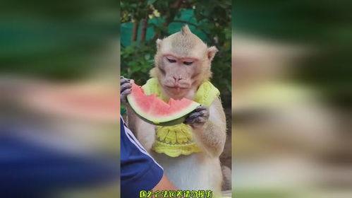 猴吃瓜搞笑视频文案,笑料百出，欢乐无限！