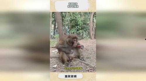 猴吃瓜搞笑视频文案,笑料百出，欢乐无限！