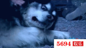 狗哥吃瓜群众视频大全,揭秘娱乐圈幕后故事