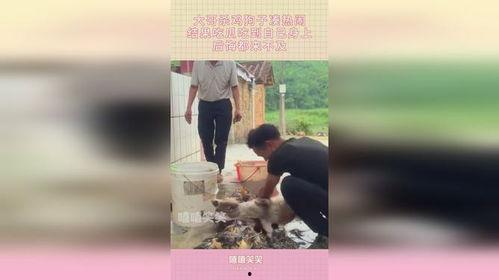 狗哥吃瓜群众视频大全,揭秘娱乐圈幕后故事