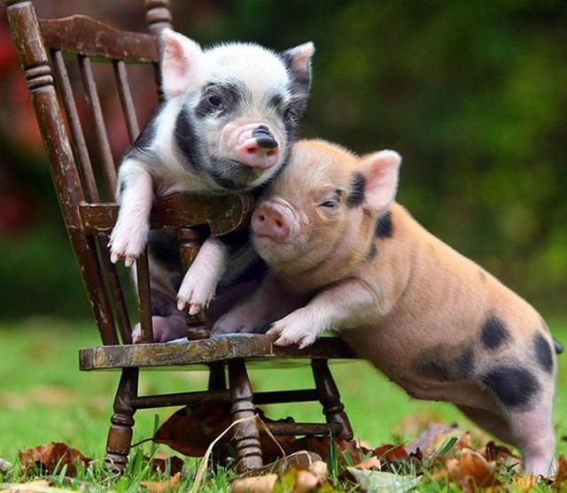 宠物猪吃哈密瓜视频,宠物猪的甜蜜美食之旅