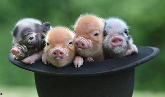 宠物猪吃哈密瓜视频,宠物猪的甜蜜美食之旅