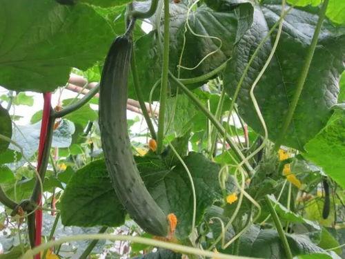 发冠吃瓜视频,网络热梗背后的文化现象与传播策略