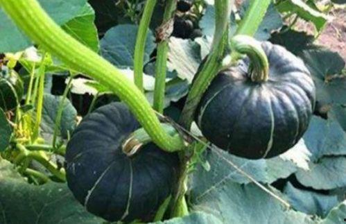 网红小视频吃瓜现在观看,揭秘热门事件背后的真相