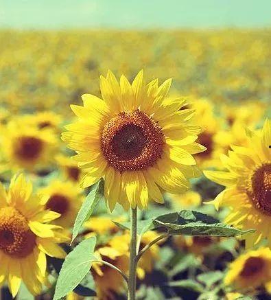 吃瓜博主向日葵视频在哪看,吃瓜博主向日葵视频观看攻略