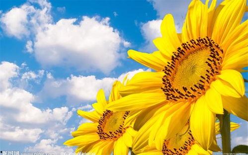 吃瓜博主向日葵视频在哪看,吃瓜博主向日葵视频观看攻略