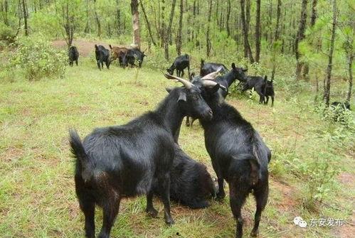 黑山羊会吃棚瓜吗视频,视频揭示惊人真相