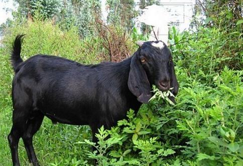 黑山羊会吃棚瓜吗视频,视频揭示惊人真相