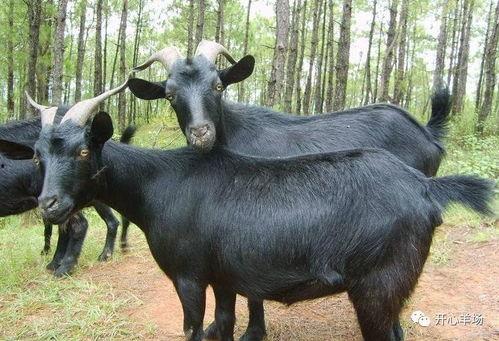 黑山羊会吃棚瓜吗视频,视频揭示惊人真相