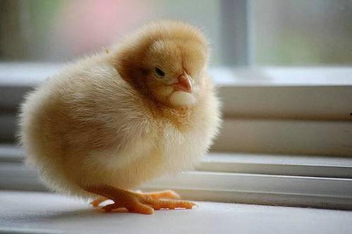 小鸡可以吃羊角瓜吗视频,羊角瓜的食用之旅