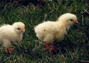 小鸡可以吃羊角瓜吗视频,羊角瓜的食用之旅