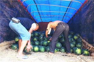 临沂汪沟吃瓜事件视频,一场引发热议的乡村奇观