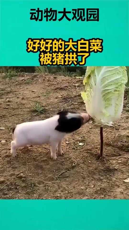吃瓜猪拱白菜的视频大全,趣味视频大盘点
