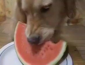 吃瓜的小金毛视频,萌宠美食瞬间，萌态可掬引网友爆笑