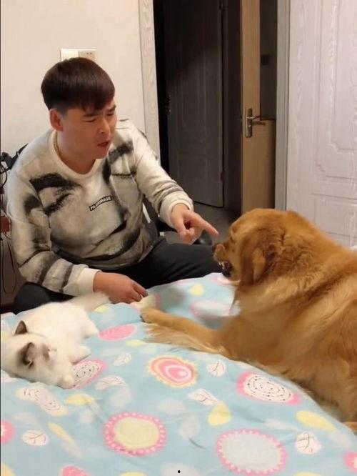 吃瓜的小金毛视频,萌宠美食瞬间，萌态可掬引网友爆笑