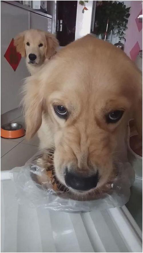 吃瓜的小金毛视频,萌宠美食瞬间，萌态可掬引网友爆笑