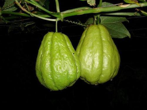 佛手瓜几月吃最嫩呢视频,揭秘每月最佳口感嫩度！”