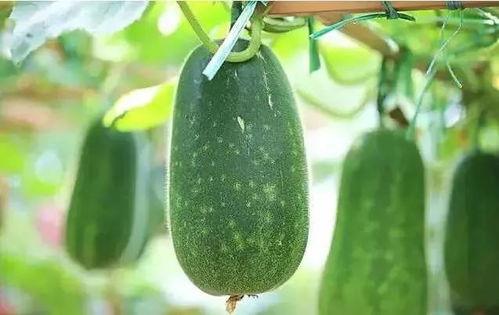 一个人吃瓜视频怎么拍摄,揭秘吃瓜视频的拍摄与制作技巧