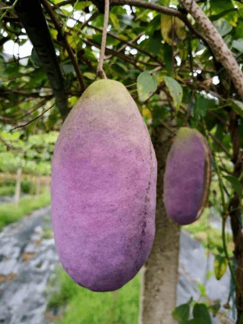 八月瓜能给狗吃吗视频,狗狗的健康美食探索