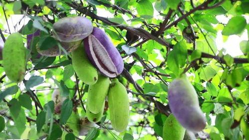 八月瓜能给狗吃吗视频,狗狗的健康美食探索