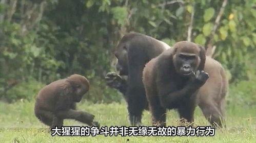 吃瓜女大猩猩视频在线观看,网络爆笑视频，萌态可掬引网友热议