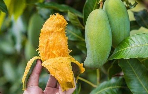 瓜栗皮怎么吃最好吃视频,视频教你如何烹饪最佳口感