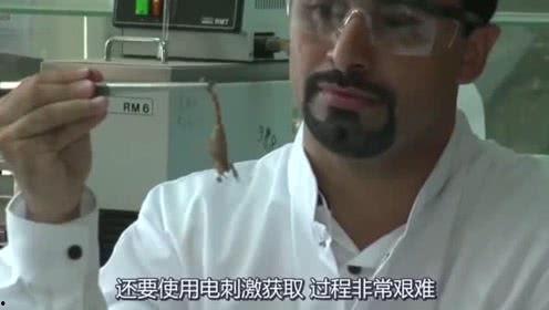 瓜田吃瓜视频完整版,揭秘视频背后的精彩故事