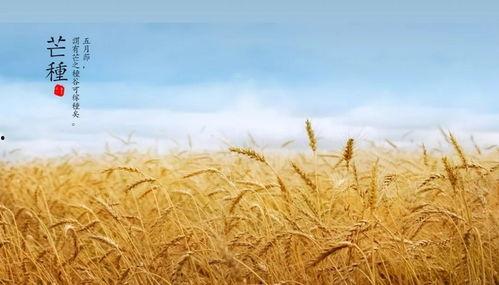 吃瓜群众芒种视频,视频揭秘农忙背后的故事