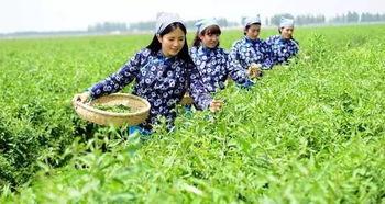 吃瓜群众芒种视频,视频揭秘农忙背后的故事