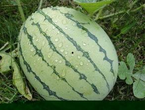 锤头瓜怎样吃最好吃视频,视频教你如何吃出最佳口感