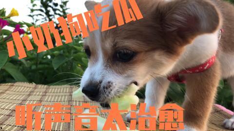 吃瓜小狗事故视频,一场意外的教训