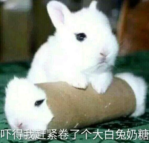 大白兔吃瓜视频在线观看,萌宠美食大揭秘