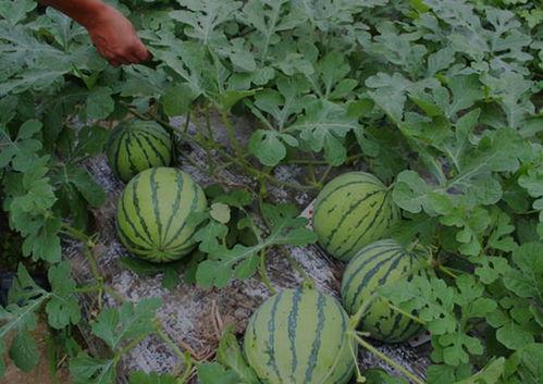 山西运城吃瓜最新事件视频,揭秘当地独特风俗引发热议