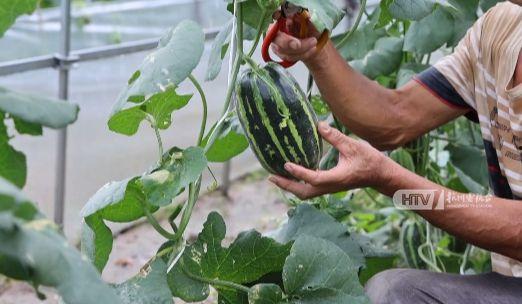 杭州十四人吃瓜视频,一场网络热议的瓜田奇谈