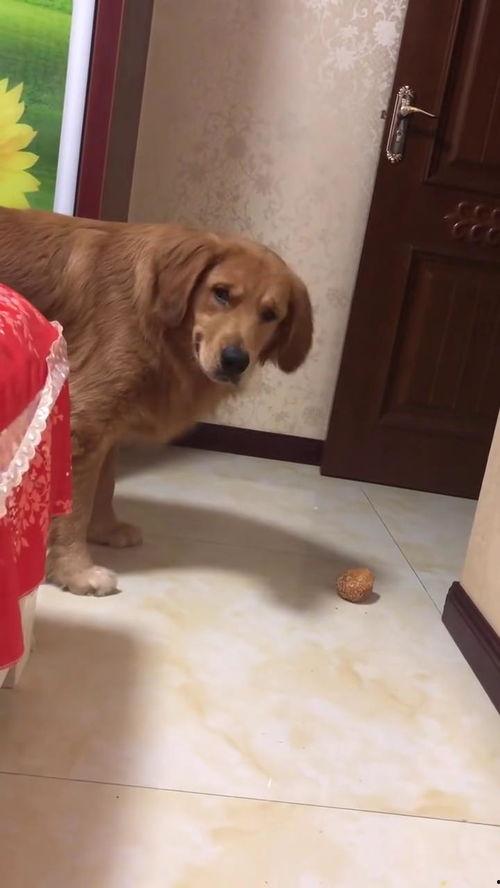 吃瓜小熊小金毛视频大全