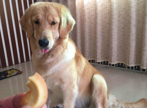 吃瓜小熊小金毛视频大全