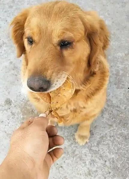 吃瓜小熊小金毛视频大全