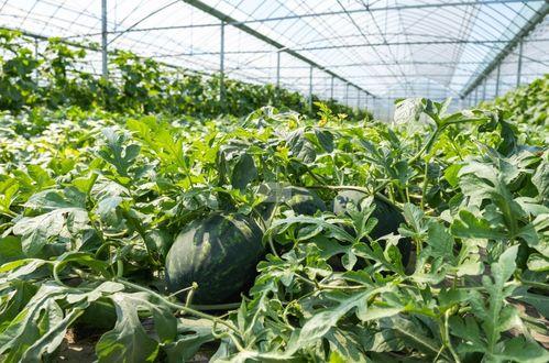 美好一天吃瓜视频大全