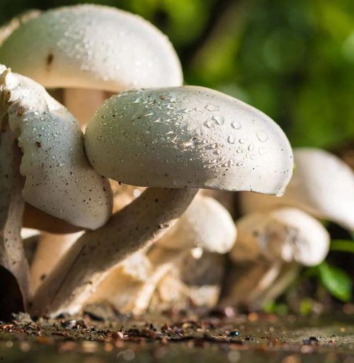 蘑菇视频爆料吃瓜51,吃瓜51背后的惊人真相