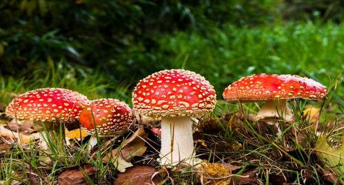 蘑菇视频爆料吃瓜51,吃瓜51背后的惊人真相