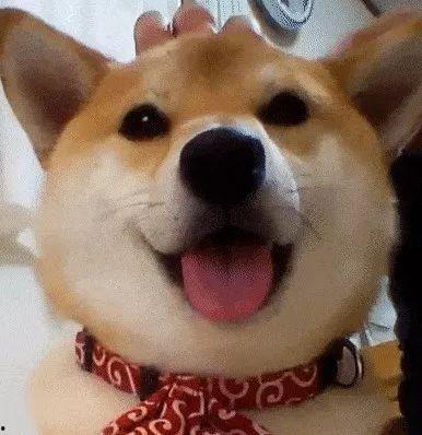 狗头吃瓜视频大全图片,盘点萌宠搞笑瞬间