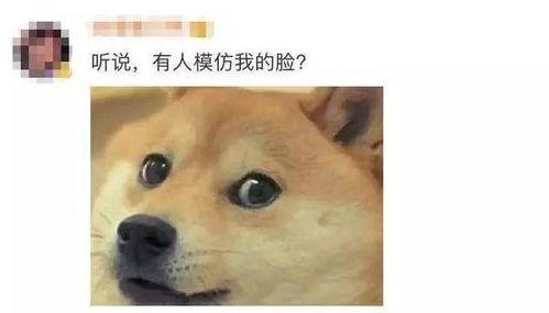 狗头吃瓜视频大全图片,盘点萌宠搞笑瞬间