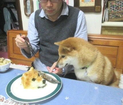 狗头吃瓜视频大全图片,盘点萌宠搞笑瞬间